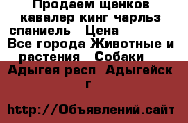 Продаем щенков кавалер кинг чарльз спаниель › Цена ­ 60 000 - Все города Животные и растения » Собаки   . Адыгея респ.,Адыгейск г.